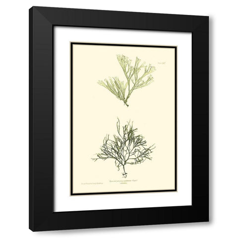 Bradbury Seaweed IV  Black Modern Wood Framed Art Print with Double Matting by Bradbury, Henry