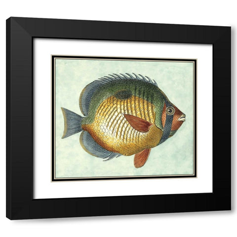 Small Butterfly Fish I Black Modern Wood Framed Art Print with Double Matting by Vision Studio
