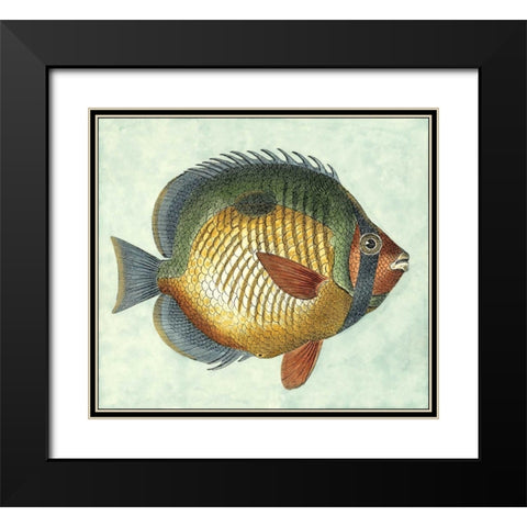Small Butterfly Fish I Black Modern Wood Framed Art Print with Double Matting by Vision Studio