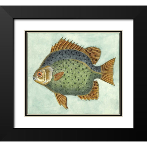 Small Butterfly Fish II Black Modern Wood Framed Art Print with Double Matting by Vision Studio