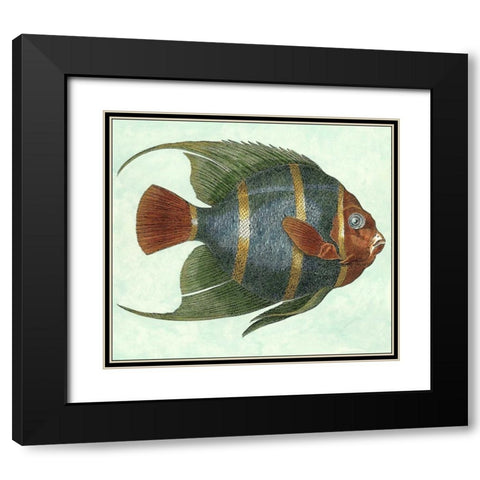 Small Angel Fish I Black Modern Wood Framed Art Print with Double Matting by Vision Studio