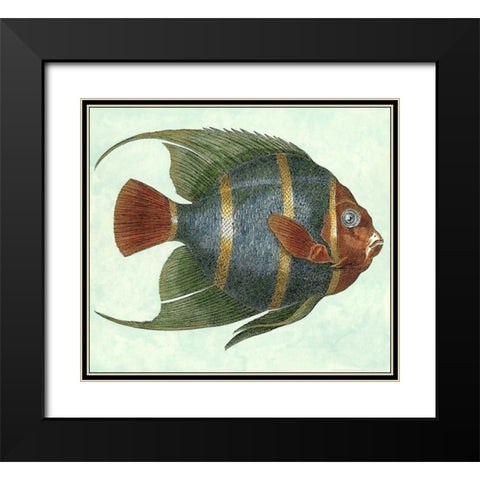 Small Angel Fish I Black Modern Wood Framed Art Print with Double Matting by Vision Studio