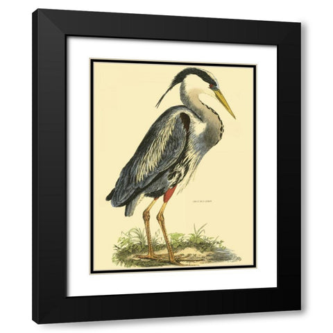 Small Great Blue Heron Black Modern Wood Framed Art Print with Double Matting by Selby, John