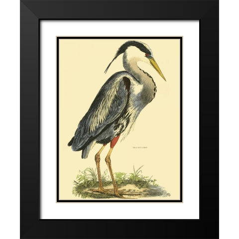Small Great Blue Heron Black Modern Wood Framed Art Print with Double Matting by Selby, John