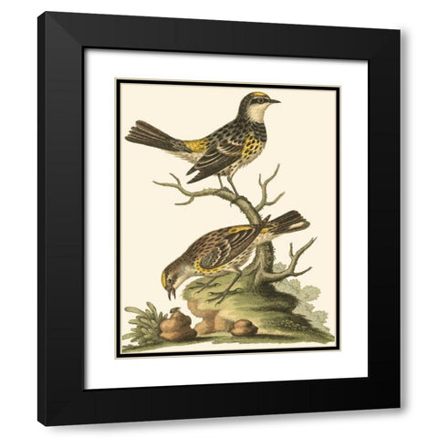 Petite Bird Study III Black Modern Wood Framed Art Print with Double Matting by Edwards, George