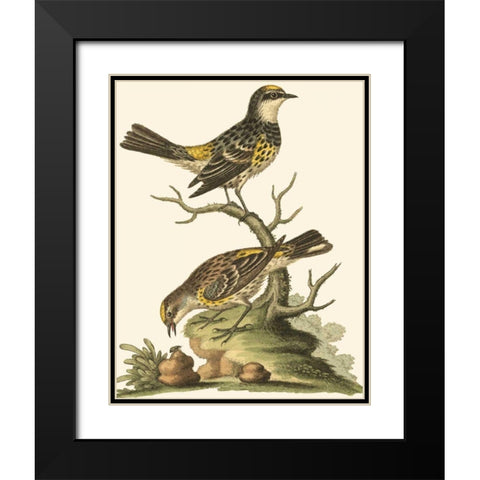 Petite Bird Study III Black Modern Wood Framed Art Print with Double Matting by Edwards, George