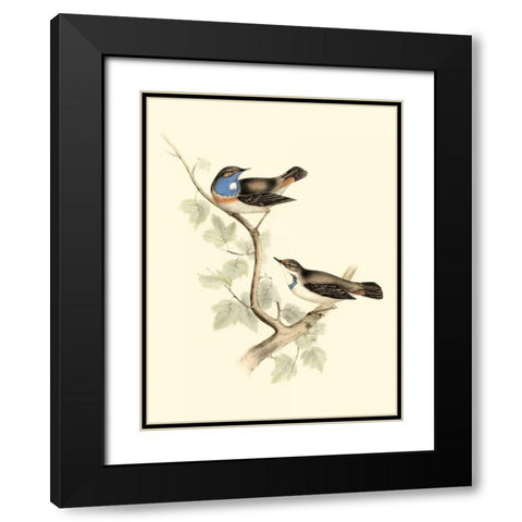 Goulds Blue-throated Warbler Black Modern Wood Framed Art Print with Double Matting by Gould, John