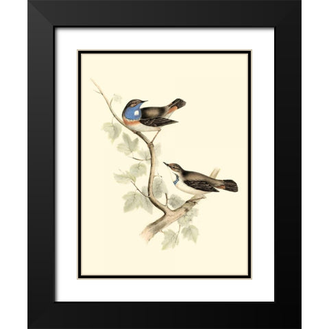 Goulds Blue-throated Warbler Black Modern Wood Framed Art Print with Double Matting by Gould, John