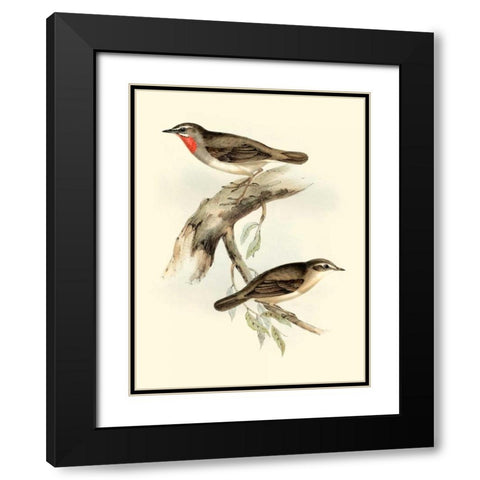 Goulds Gorget Warbler Black Modern Wood Framed Art Print with Double Matting by Gould, John