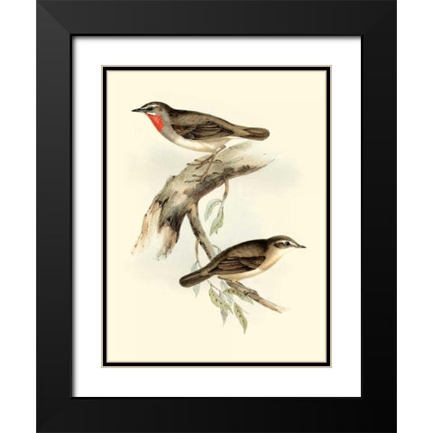 Goulds Gorget Warbler Black Modern Wood Framed Art Print with Double Matting by Gould, John
