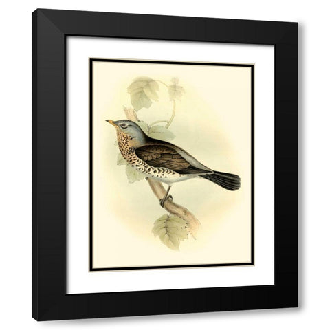 Goulds Fieldfare Black Modern Wood Framed Art Print with Double Matting by Gould, John