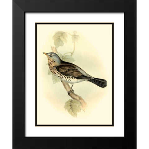 Goulds Fieldfare Black Modern Wood Framed Art Print with Double Matting by Gould, John
