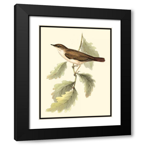Goulds Nightingale Black Modern Wood Framed Art Print with Double Matting by Gould, John