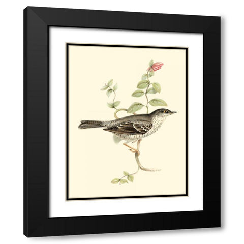 Goulds Barred Warbler Black Modern Wood Framed Art Print with Double Matting by Gould, John