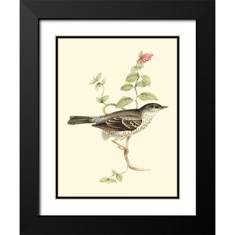 Goulds Barred Warbler Black Modern Wood Framed Art Print with Double Matting by Gould, John