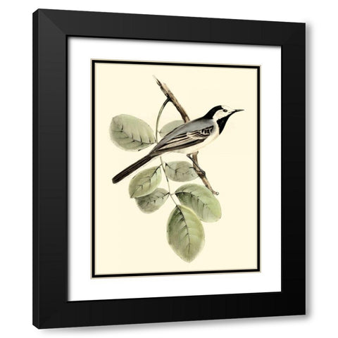 Goulds White Wagtail Black Modern Wood Framed Art Print with Double Matting by Gould, John