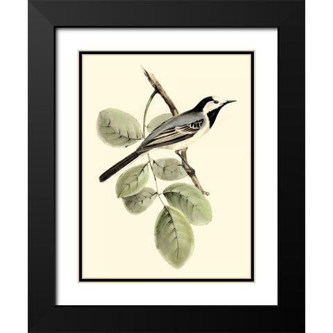 Goulds White Wagtail Black Modern Wood Framed Art Print with Double Matting by Gould, John