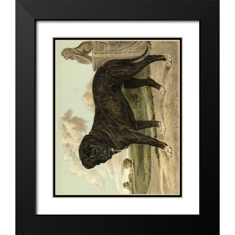 Mastiff Black Modern Wood Framed Art Print with Double Matting by Shaw, Vero