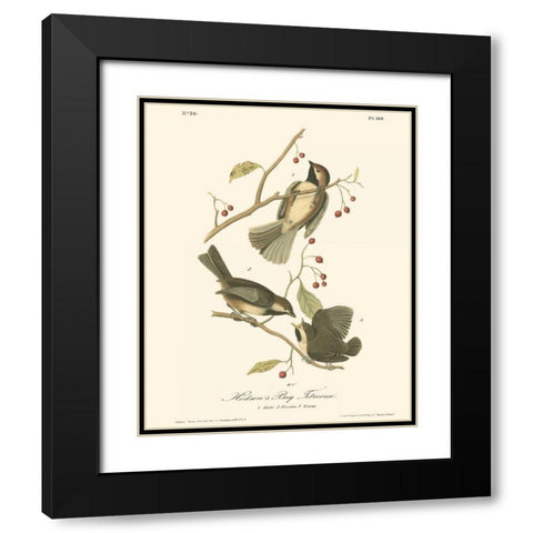 Hudsons Bay Titmouse Black Modern Wood Framed Art Print with Double Matting by Audubon, John James