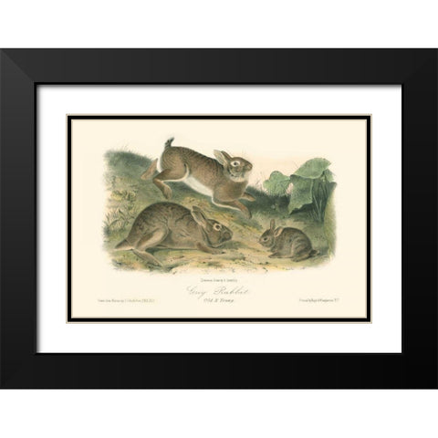 Grey Rabbit Black Modern Wood Framed Art Print with Double Matting by Audubon, John James