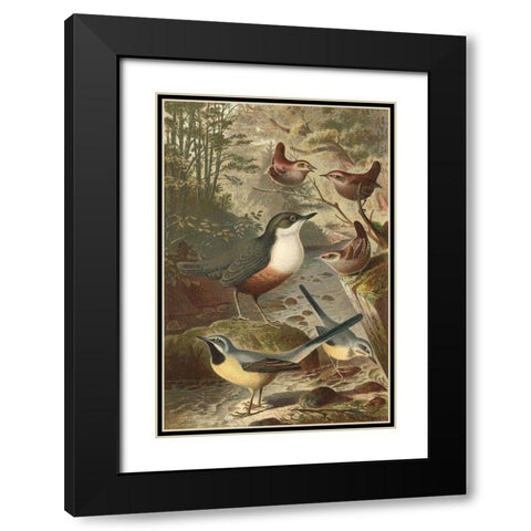 Wagtails and Wrens Black Modern Wood Framed Art Print with Double Matting by unknown