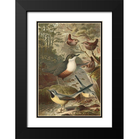 Wagtails and Wrens Black Modern Wood Framed Art Print with Double Matting by unknown