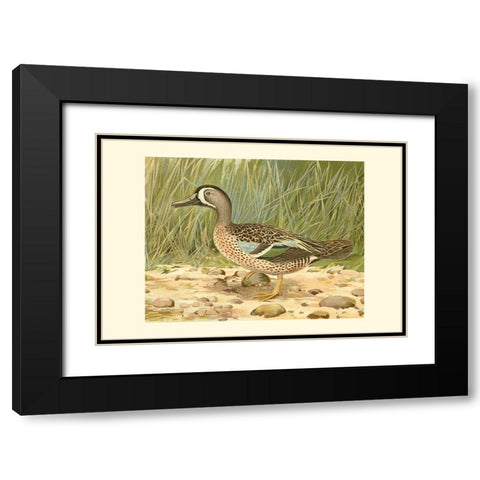 Blue-wing Teal Black Modern Wood Framed Art Print with Double Matting by Ridgeway