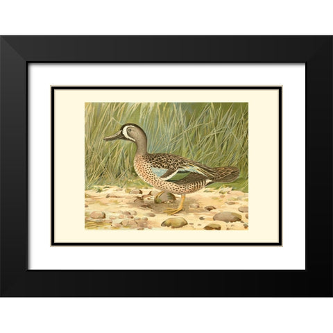 Blue-wing Teal Black Modern Wood Framed Art Print with Double Matting by Ridgeway