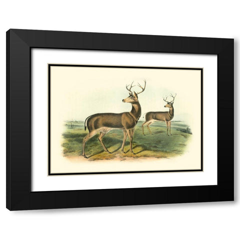 Columbian Black-tailed Deer Black Modern Wood Framed Art Print with Double Matting by Audubon, John James
