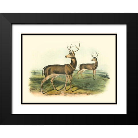 Columbian Black-tailed Deer Black Modern Wood Framed Art Print with Double Matting by Audubon, John James