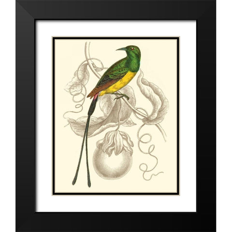 Jardine Hummingbird I Black Modern Wood Framed Art Print with Double Matting by Jardine, Sir William