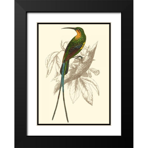 Jardine Hummingbird V Black Modern Wood Framed Art Print with Double Matting by Jardine, Sir William