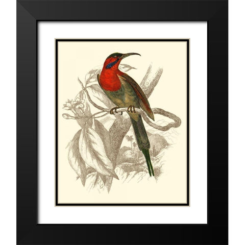 Jardine Hummingbird VI Black Modern Wood Framed Art Print with Double Matting by Jardine, Sir William