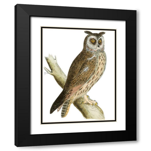 Morris Long Eared Owl Black Modern Wood Framed Art Print with Double Matting by Morris