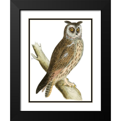 Morris Long Eared Owl Black Modern Wood Framed Art Print with Double Matting by Morris