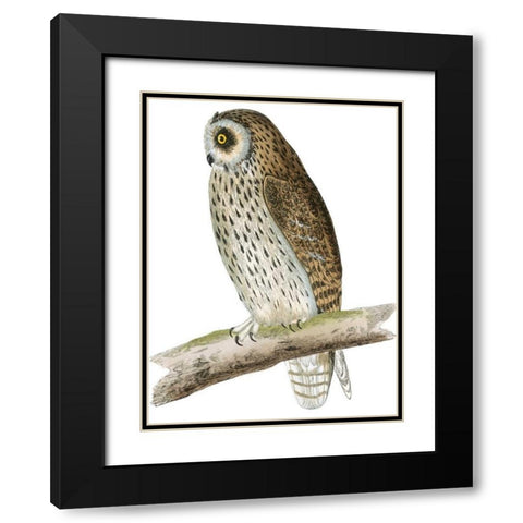 Morris Short Eared Owl Black Modern Wood Framed Art Print with Double Matting by Morris