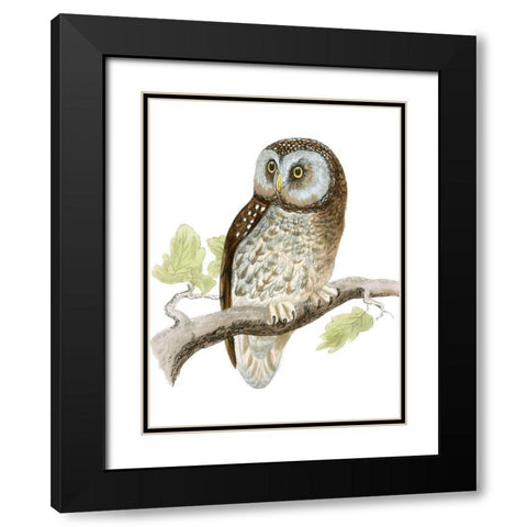 Morris Tengmalms Owl Black Modern Wood Framed Art Print with Double Matting by Morris