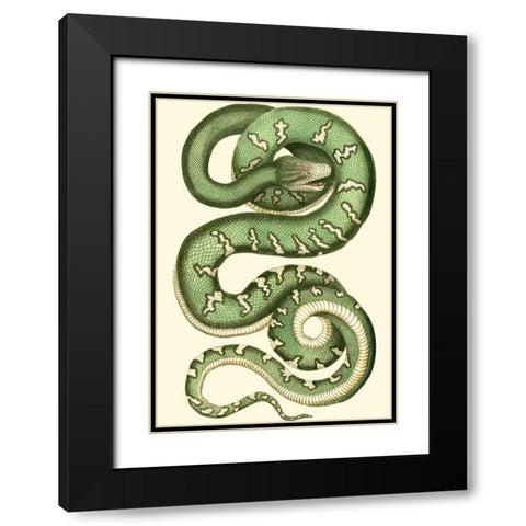 Vibrant Snake I Black Modern Wood Framed Art Print with Double Matting by Nodder, Frederick P.