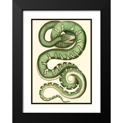Vibrant Snake I Black Modern Wood Framed Art Print with Double Matting by Nodder, Frederick P.