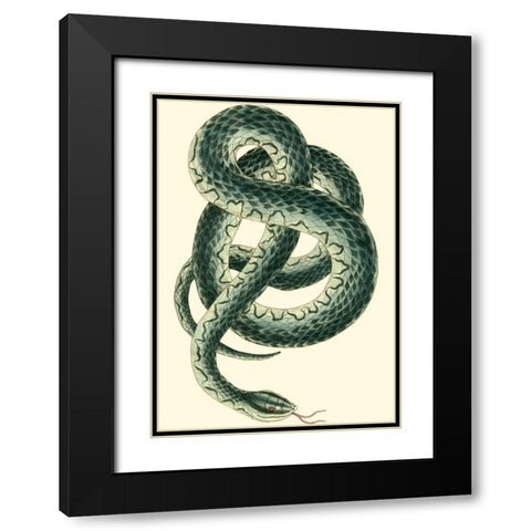 Vibrant Snake III Black Modern Wood Framed Art Print with Double Matting by Nodder, Frederick P.