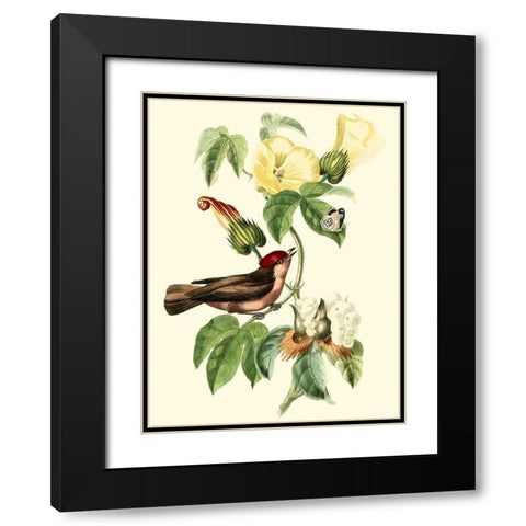 Cuvier Exotic Birds I Black Modern Wood Framed Art Print with Double Matting by Cuvier, Georges