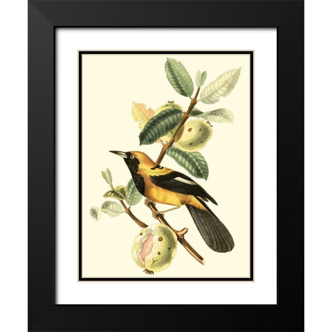 Cuvier Exotic Birds II Black Modern Wood Framed Art Print with Double Matting by Cuvier, Georges