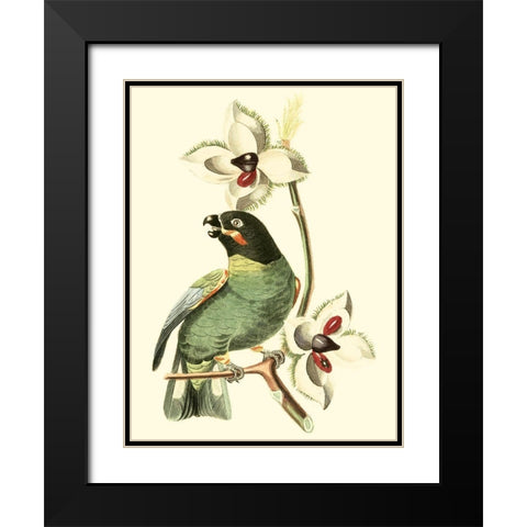 Cuvier Exotic Birds III Black Modern Wood Framed Art Print with Double Matting by Cuvier, Georges