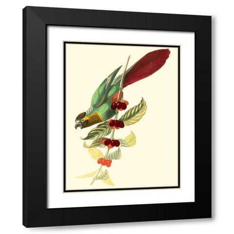 Cuvier Exotic Birds IV Black Modern Wood Framed Art Print with Double Matting by Cuvier, Georges