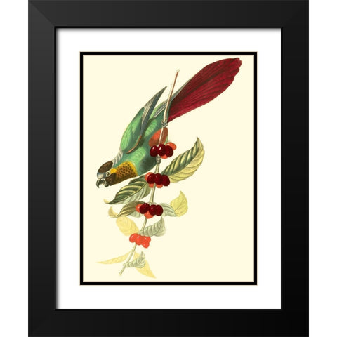 Cuvier Exotic Birds IV Black Modern Wood Framed Art Print with Double Matting by Cuvier, Georges