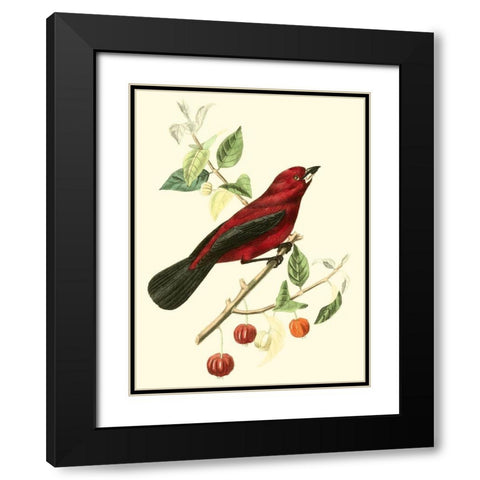 Cuvier Exotic Birds V Black Modern Wood Framed Art Print with Double Matting by Cuvier, Georges