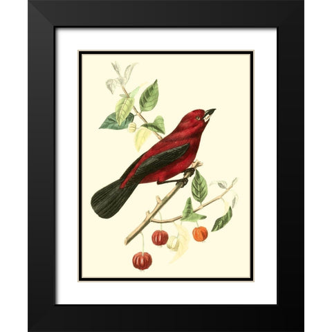 Cuvier Exotic Birds V Black Modern Wood Framed Art Print with Double Matting by Cuvier, Georges