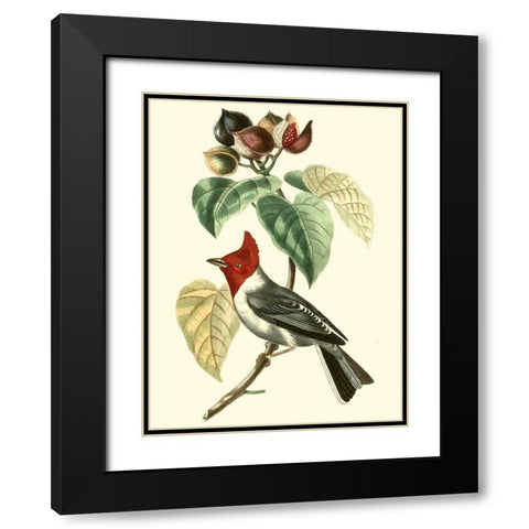 Cuvier Exotic Birds VI Black Modern Wood Framed Art Print with Double Matting by Cuvier, Georges