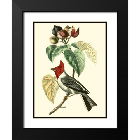 Cuvier Exotic Birds VI Black Modern Wood Framed Art Print with Double Matting by Cuvier, Georges