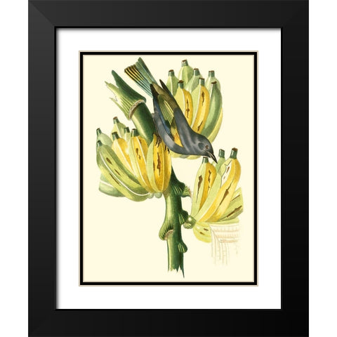 Cuvier Exotic Birds VII Black Modern Wood Framed Art Print with Double Matting by Cuvier, Georges